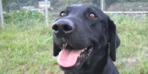 下呂温泉の犬の何でも屋さんハッピーフラットのごりようについて