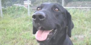 下呂温泉の犬の何でも屋さんハッピーフラットのごりようについて