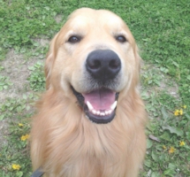 下呂温泉の犬の何でも屋さんハッピーフラット