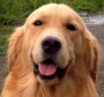 下呂温泉の犬の何でも屋さんハッピーフラット