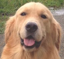 下呂温泉の犬の何でも屋さんハッピーフラット