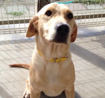 下呂温泉の犬の何でも屋さんハッピーフラット