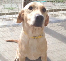 下呂温泉の犬の何でも屋さんハッピーフラット