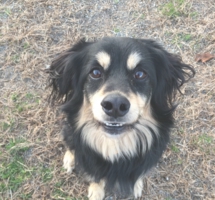下呂温泉の犬の何でも屋さんハッピーフラット