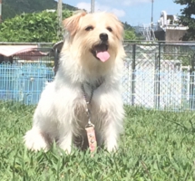 下呂温泉の犬の何でも屋さんハッピーフラット