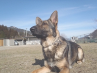 下呂温泉の犬の何でも屋さんハッピーフラット