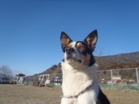 下呂温泉の犬の何でも屋さんハッピーフラット