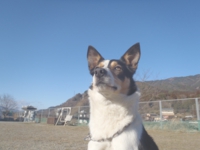 下呂温泉の犬の何でも屋さんハッピーフラット
