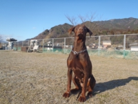 下呂温泉の犬の何でも屋さんハッピーフラット