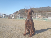 下呂温泉の犬の何でも屋さんハッピーフラット