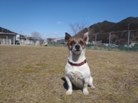 下呂温泉の犬の何でも屋さんハッピーフラット