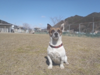 下呂温泉の犬の何でも屋さんハッピーフラット
