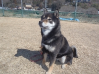 下呂温泉の犬の何でも屋さんハッピーフラット