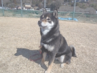 下呂温泉の犬の何でも屋さんハッピーフラット