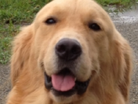 下呂温泉の犬の何でも屋さんハッピーフラット