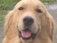下呂温泉の犬の何でも屋さんハッピーフラット