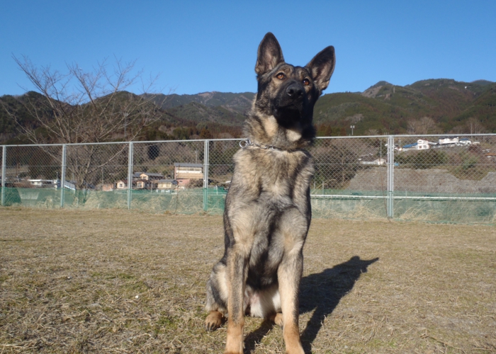 下呂温泉にあるワンちゃんのための何でも屋さんhappyflat ハッピーフラット ジャーマンシェパード ブルマ詳細
