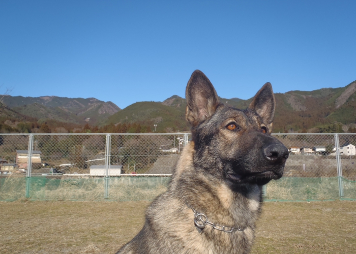 下呂温泉にあるワンちゃんのための何でも屋さんhappyflat ハッピーフラット ジャーマンシェパード ブルマ詳細