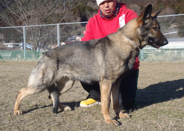 下呂温泉にあるワンちゃんのための何でも屋さんhappyflat ハッピーフラット ジャーマンシェパード ブルマ詳細