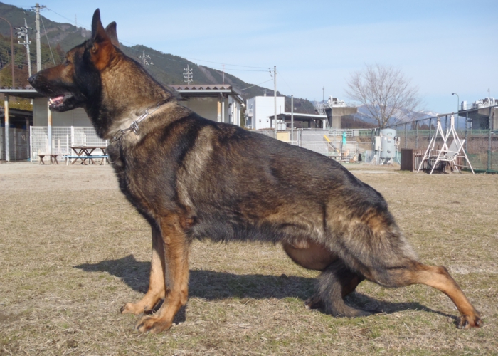 下呂温泉にあるワンちゃんのための何でも屋さんhappyflat ハッピーフラット ジャーマンシェパード ラディッツ詳細