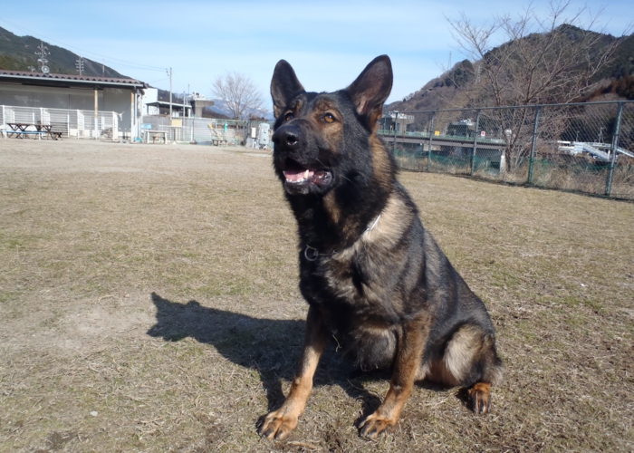 下呂温泉にあるワンちゃんのための何でも屋さんhappyflat ハッピーフラット ジャーマンシェパード ラディッツ詳細