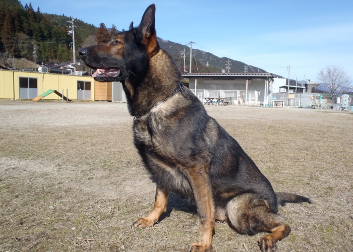 下呂温泉にあるワンちゃんのための何でも屋さんhappyflat ハッピーフラット ジャーマンシェパード ラディッツ詳細