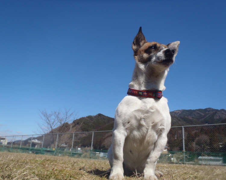 p22207232082cc83r83s815b.jpg