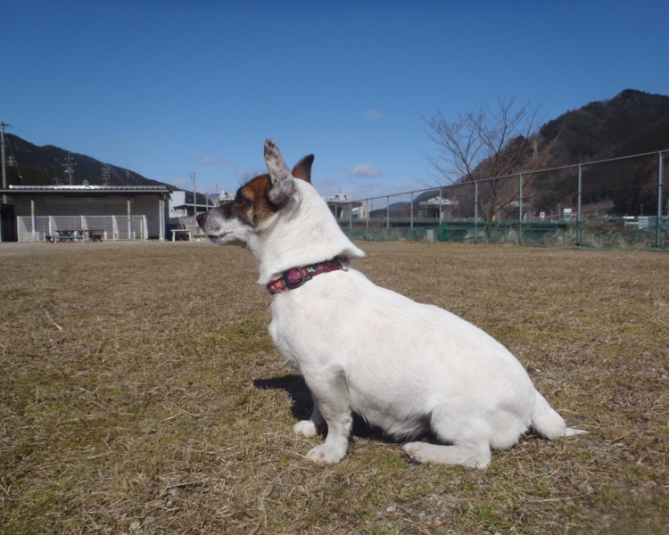 p22207152082cc83r83s815b.jpg