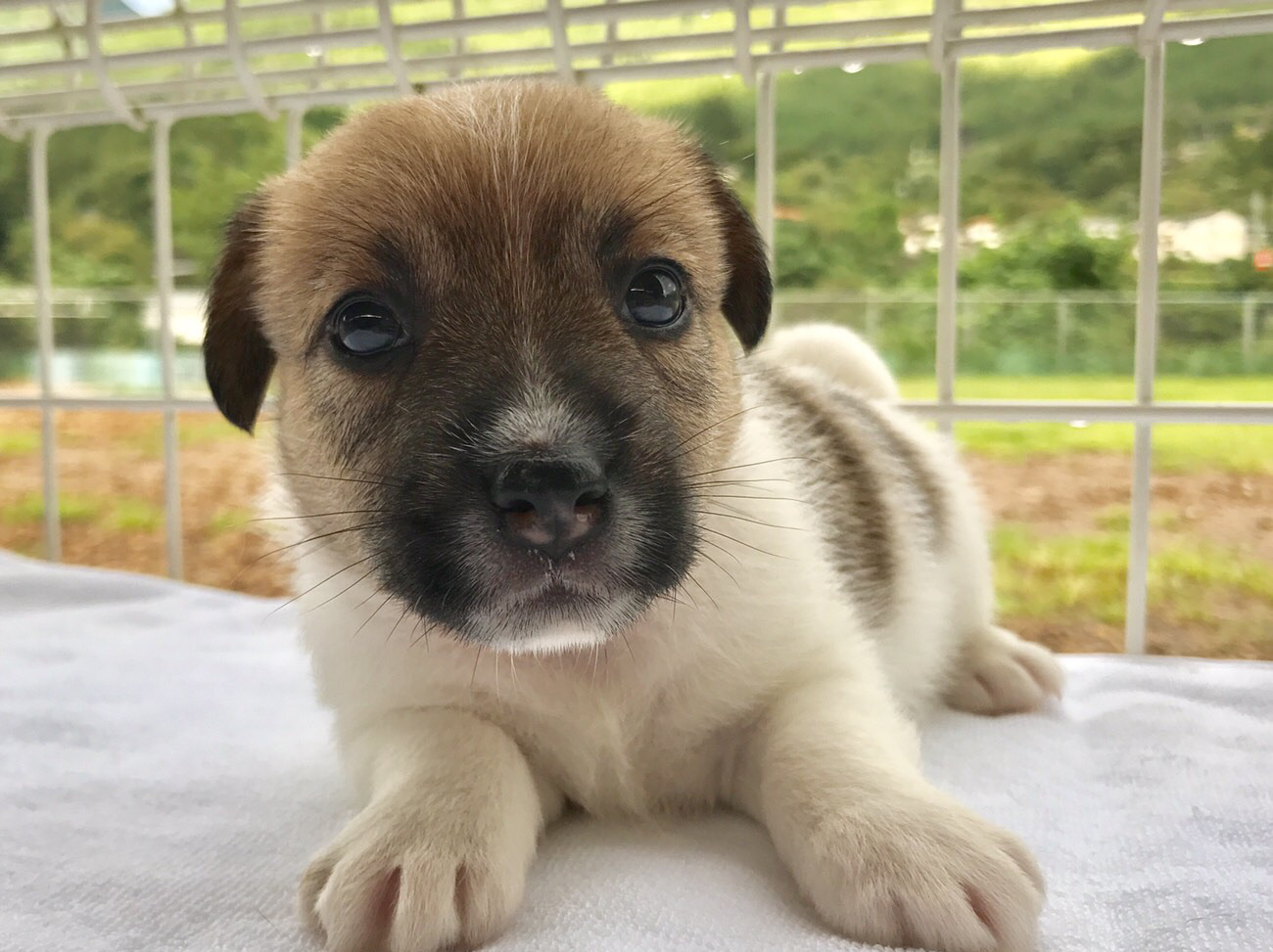 ジャックラッセルテリア仔犬