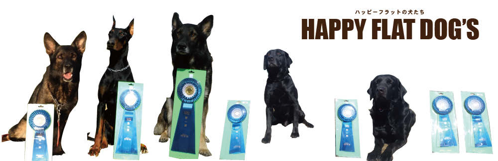 下呂温泉にあるワンちゃんのための何でも屋さんhappyflat ハッピーフラット 柴犬 あずき詳細