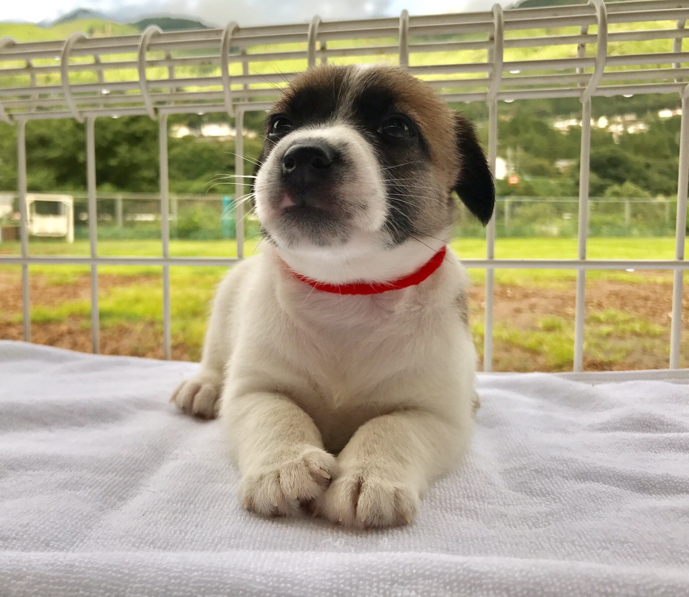 下呂温泉にあるワンちゃんのための何でも屋さんhappyflat ハッピーフラット ハッピーフラットの仔犬情報