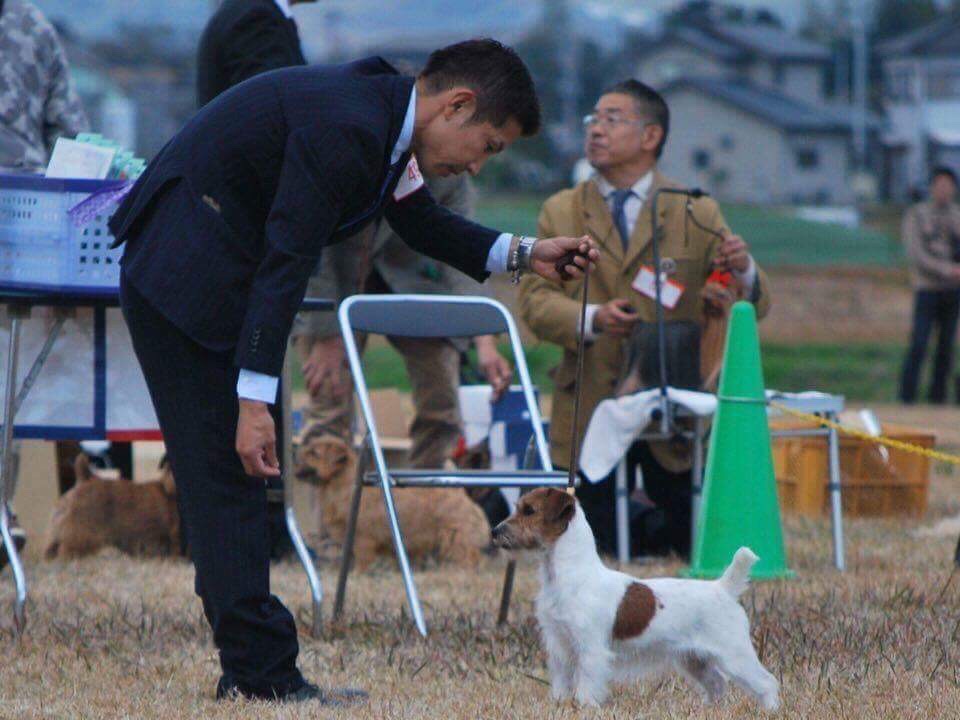 ジャックラッセルテリア仔犬