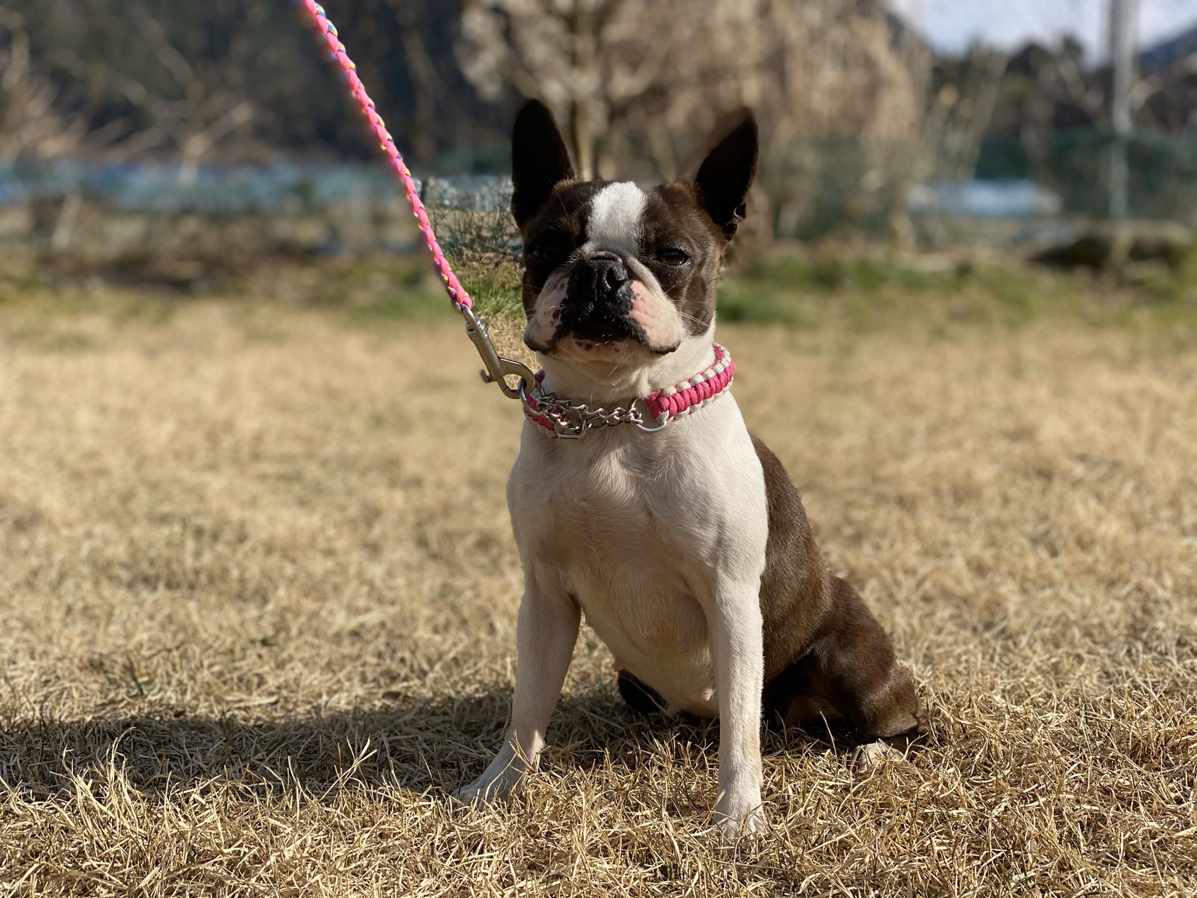 下呂温泉の犬の何でも屋さんハッピーフラット