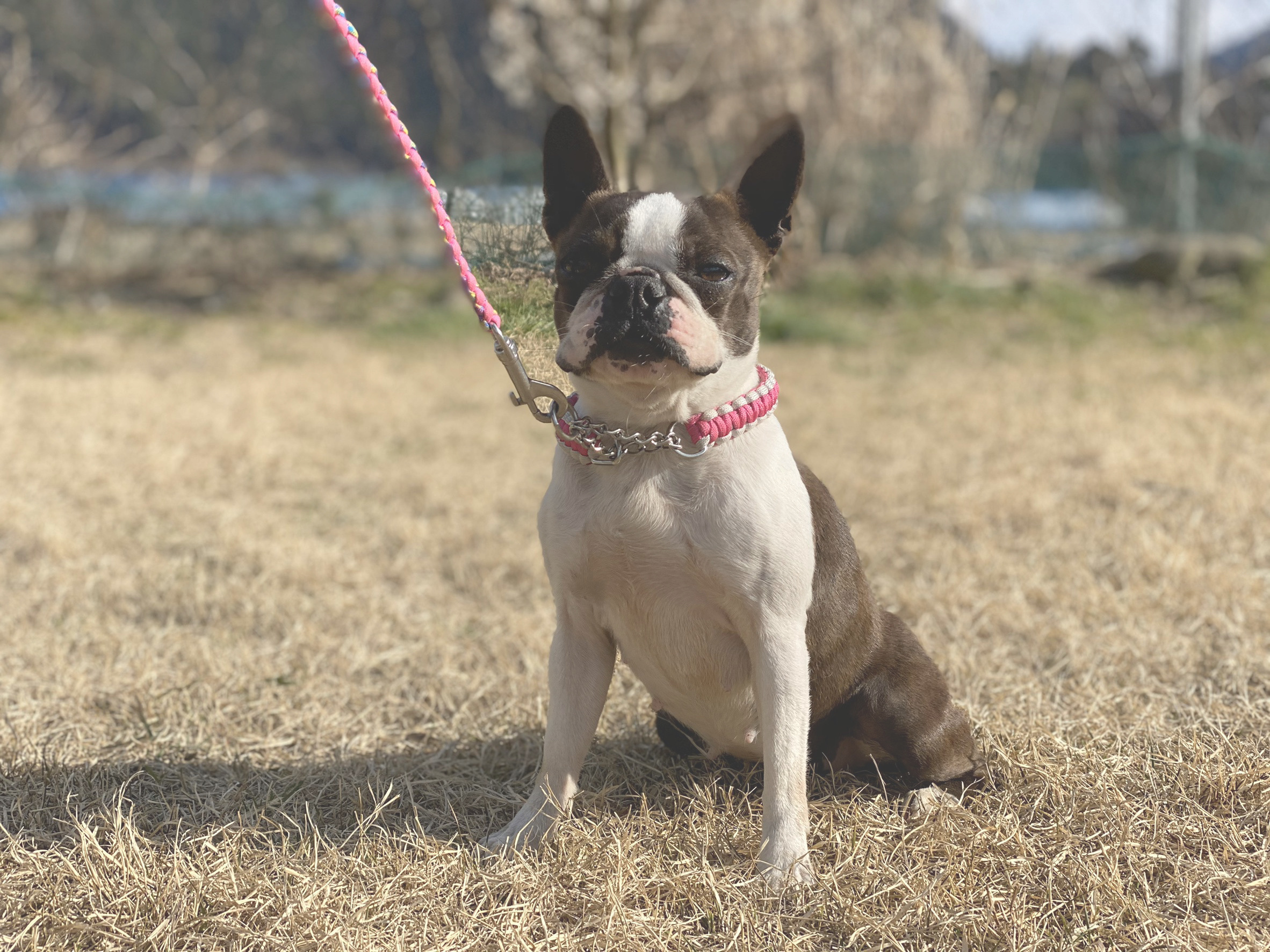下呂温泉の犬の何でも屋さんハッピーフラット