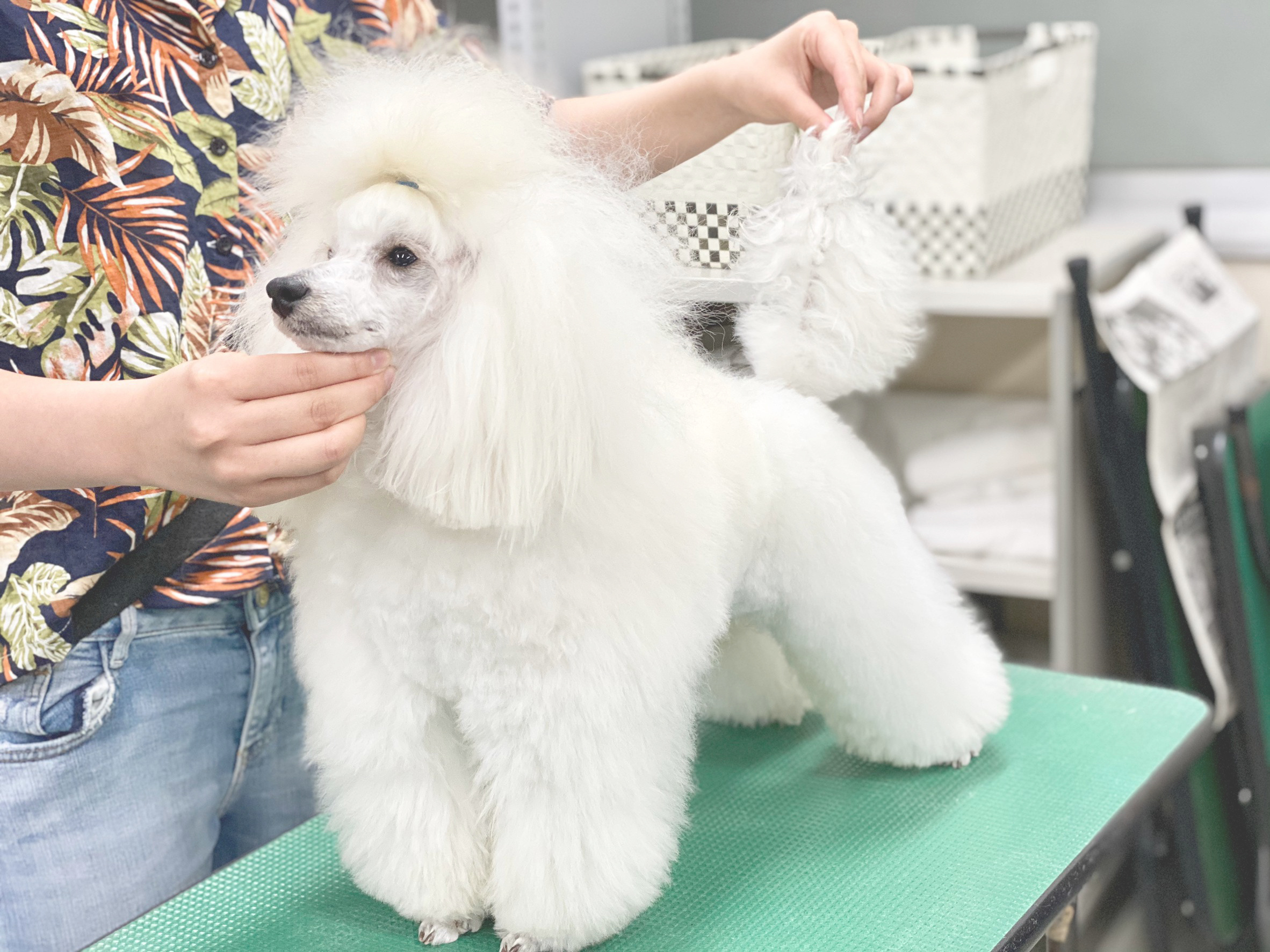 下呂温泉の犬の何でも屋さんハッピーフラット